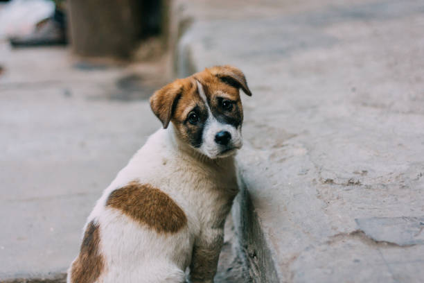 Protection contre les animaux errants
