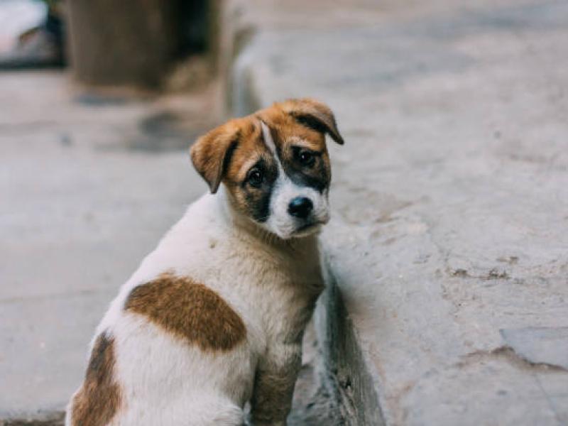 Protection contre les animaux errants