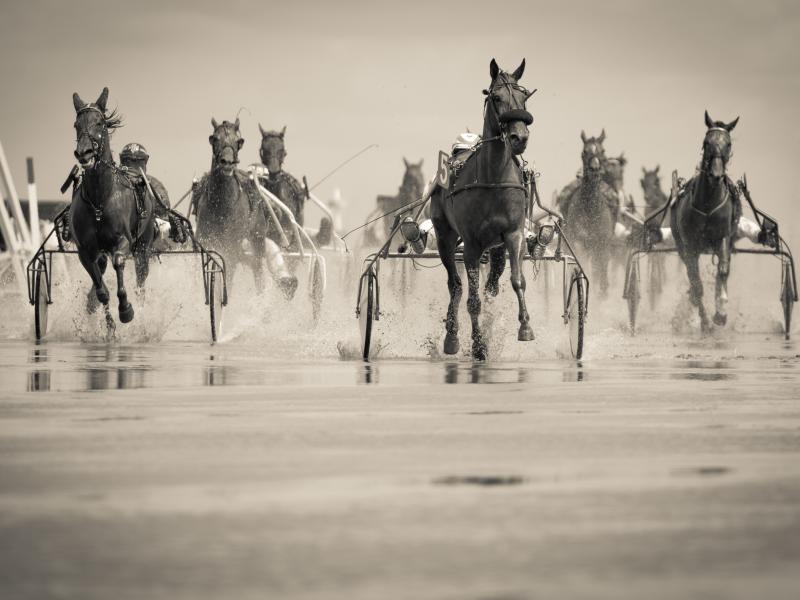 Courses Hippiques