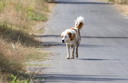 Chiens errants