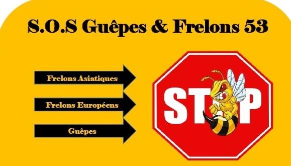 SOS Guêpes et frelons